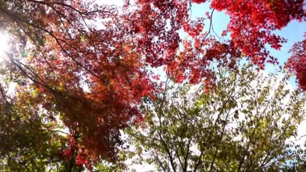 Γραφικό Κοντινό Πλάνο Από Όμορφα Δέντρα Κλαδιά — Αρχείο Βίντεο