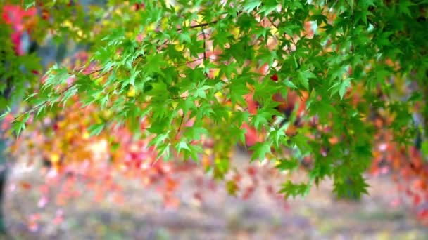 Imágenes Escénicas Hojas Arce Temporada Otoño Japón — Vídeos de Stock