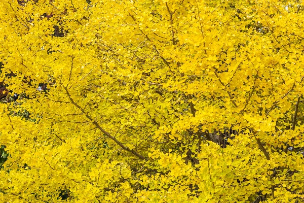 Árbol de hoja de ginkgo amarillo —  Fotos de Stock