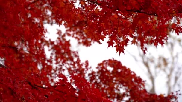 Malownicze Zdjęcia Liści Klonu Sezonie Jesiennym Japonii — Wideo stockowe