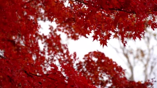a juharlevelek látványos felvételeit a japán őszi szezonban