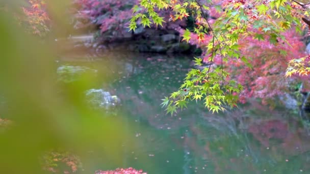 Scenic Footage Maple Leaves Autumn Season Japan — Stock Video