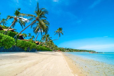 Güzel tropikal plaj deniz ve kum ile Hindistan cevizi palmiye ağacı üzerinde 
