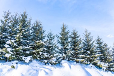 Noel Ağacı ile Güzel Doğa Manzarası