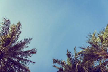 Düşük açılı mavi gökyüzü arka plan ile güzel Hindistan cevizi hurma ağacı