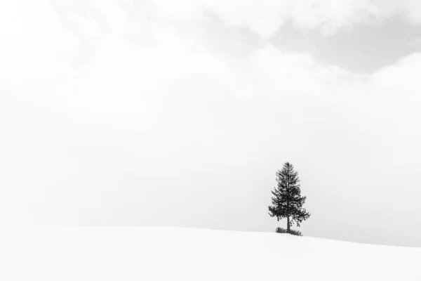 Bela paisagem com árvore solitária na temporada de inverno de neve — Fotografia de Stock