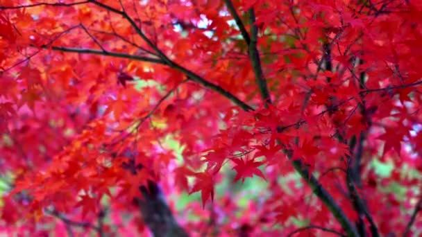 Γραφικά Πλάνα Από Φύλλα Σφενδάμου Στην Εποχή Του Φθινοπώρου Στην — Αρχείο Βίντεο