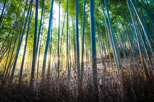 嵐山の美しい笹グローブ — ストック写真