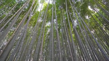 güzel ormanın doğal alt görünümü görüntüleri