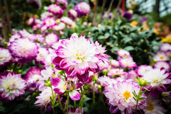 Fiore colorato in giardino — Foto Stock