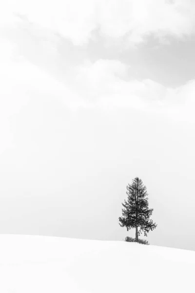 Bela paisagem com árvore solitária na temporada de inverno de neve — Fotografia de Stock