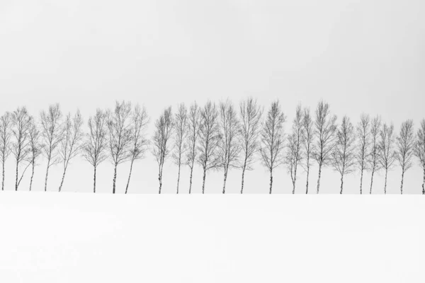 Bela paisagem natural ao ar livre com grupo de árvore ramo em — Fotografia de Stock