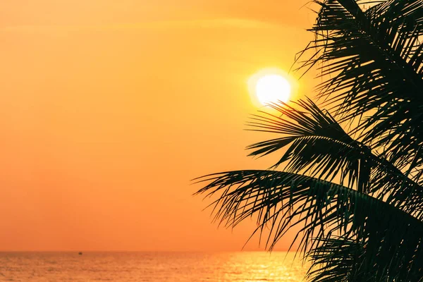 Gyönyörű kültéri természetű kókusz levél napkelte vagy sunse — Stock Fotó