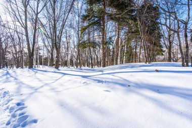 Kar kış sezonu ağacında ile güzel manzara
