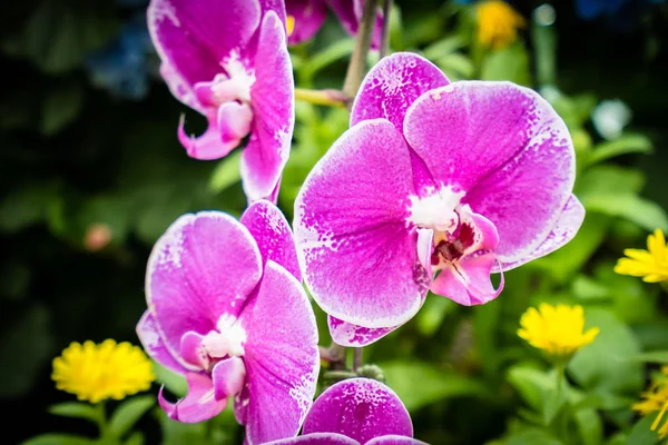 Colorful flower in the garden — Stock Photo, Image