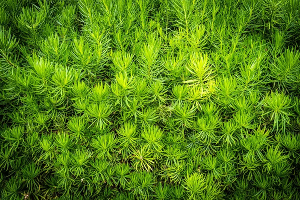 Árbol de plantas verdes y texturas de hojas y superficie — Foto de Stock