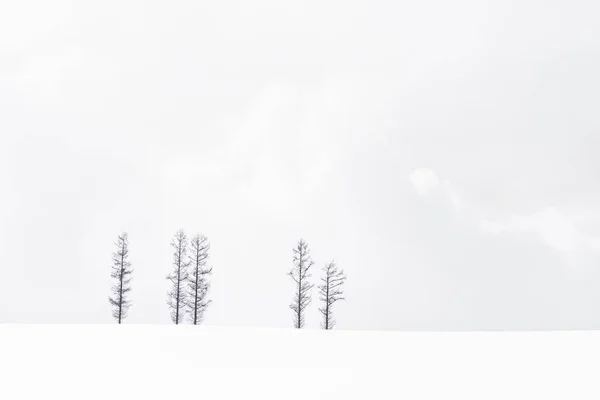 Schöne Landschaft aus einsamen Ästen — Stockfoto