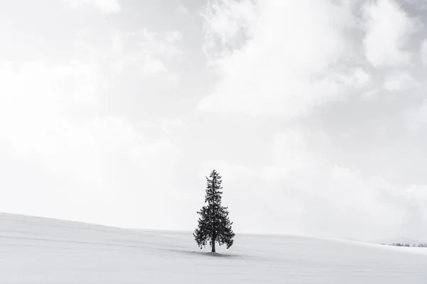 Bellissimo paesaggio naturale all'aperto con solo albero di Natale in — Foto Stock