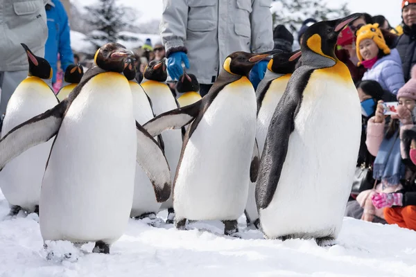 Arashiyama Hokkaido, Japon - 13 février 2019 Groupe de pingouins s — Photo
