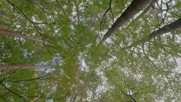 Imagens Panorâmicas Vista Inferior Bela Floresta — Vídeo de Stock