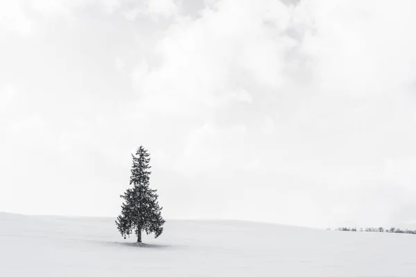 Bela paisagem da natureza ao ar livre com árvore de christmass sozinho em — Fotografia de Stock