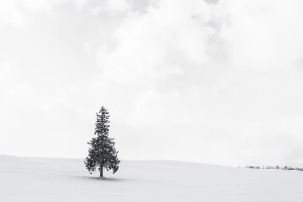 Beau paysage nature en plein air avec seul arbre christmass dans — Photo