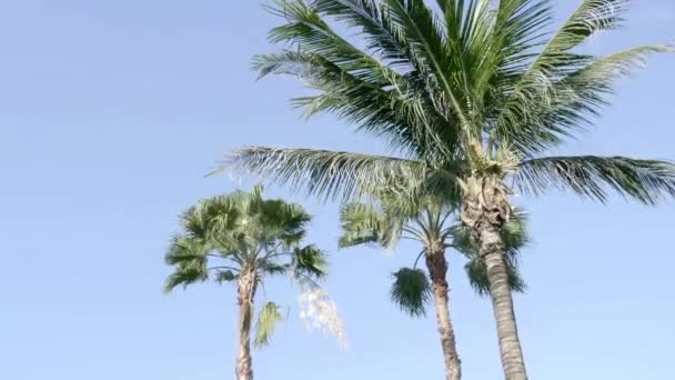 Bottom View Footage Palm Trees Front Sky — Stock Video