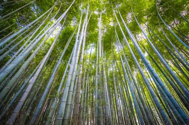 Arashiyama güzel bambu grove ağacında
