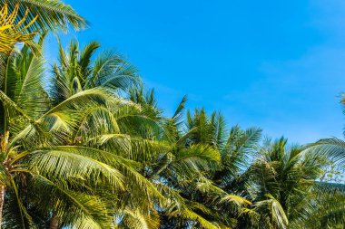 Güzel Hindistan cevizi palmiye ağacı üzerinde mavi gökyüzü ve kopya alanı