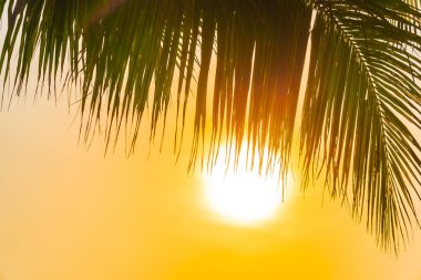Gündoğumu veya sunse ile hindistan cevizi yaprağı ile güzel açık doğa