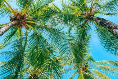 Mavi gökyüzünde güzel hindistan cevizi palmiye ağacının düşük açı çekim