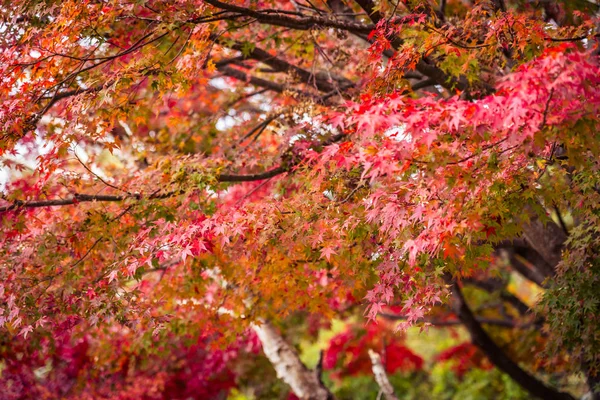 Hermoso árbol de hoja de arce en temporada de otoño —  Fotos de Stock