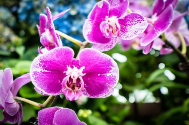 Bahçedeki renkli çiçek.