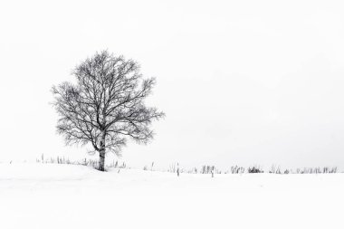 Yalnız ağaç içinde kar kış sezonu ile güzel manzara