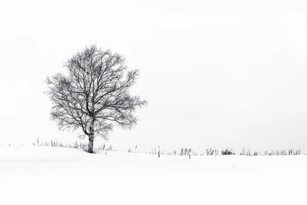Красивый пейзаж с одиноким деревом в снежный сезон — стоковое фото