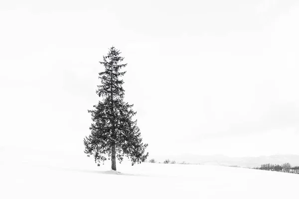 Krásné venkovní přírodní krajina s sám vánoční stromečky v — Stock fotografie