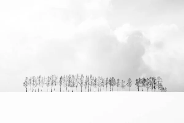 Vackra utomhus natur landskap med trädgren i grupp — Stockfoto