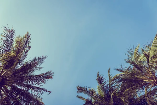 Baixo ângulo bela coqueiro palmeira com fundo céu azul — Fotografia de Stock