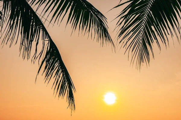 Hermosa naturaleza al aire libre con hoja de coco con amanecer o sol —  Fotos de Stock
