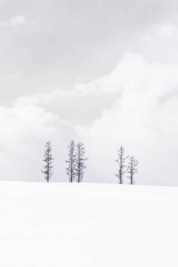 Yalnız ağaç dalı güzel manzara