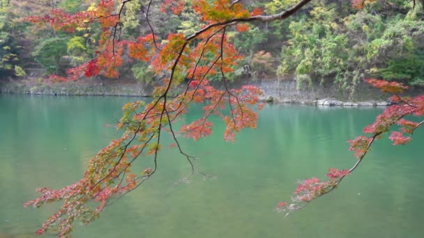 Scenic Close Footage Beautiful Autumnal Trees Branches Boat Passing Background — Stock Video