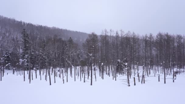日本北海道美丽冬季风景的风景镜头 — 图库视频影像