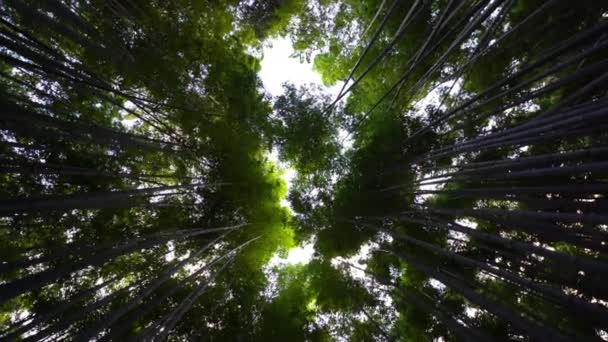 Imágenes Panorámicas Vista Inferior Del Hermoso Bosque — Vídeos de Stock