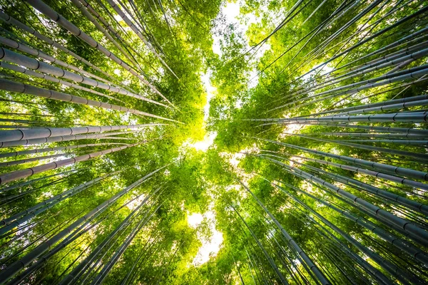 Hermoso paisaje de bosque de bambú en el bosque de Arashiyama — Foto de Stock