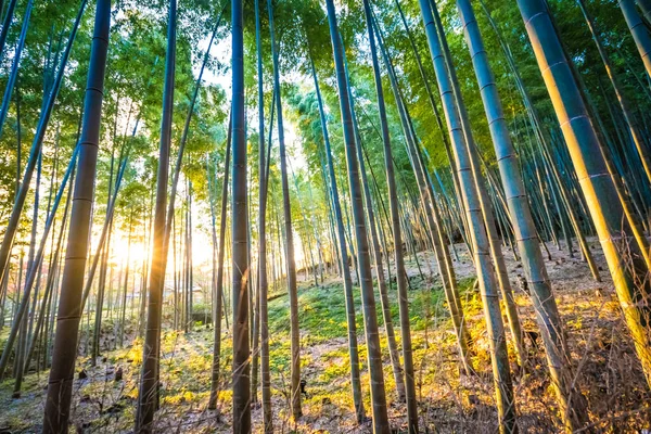 Beau bambou à arashiyama — Photo