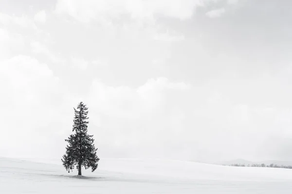 Beau paysage nature en plein air avec seul arbre christmass dans — Photo