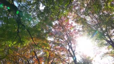 Japonya 'da Sonbahar sezonunda akçaağaç yaprakları doğal görüntüleri