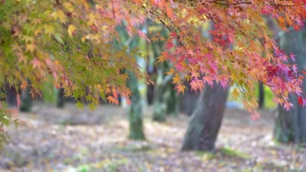 Malownicze Zdjęcia Liści Klonu Sezonie Jesiennym Japonii — Wideo stockowe