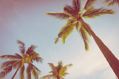 Hindistan cevizi palmiye ağacı yaprağı ile güzel açık tropikal doğa