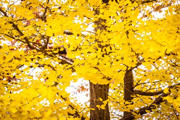 Красивое листовое дерево гинко — стоковое фото